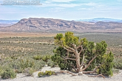 RedRockCanyonTree_WEB